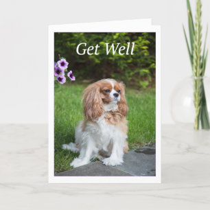 Get Well Flowers Cavalier King Charles Spanelles Kaart