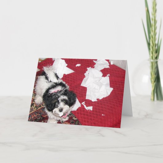 Get Well - Havanese Puppy Kaart (Voorkant)