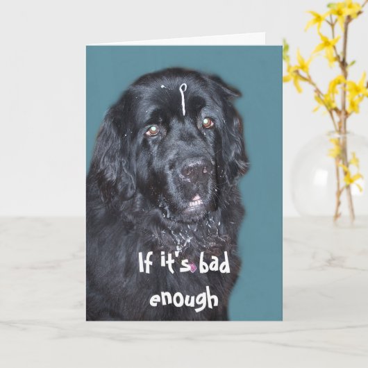 Get Well ~ Newfoundland Dog Kaart (Gele Bloem)