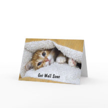 Get Well Soon Oranje Tabby Kitten
