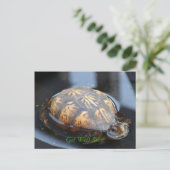 Get well soon turtle Postcard Briefkaart (Staand voorkant)