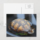 Get well soon turtle Postcard Briefkaart (Voorkant / Achterkant)