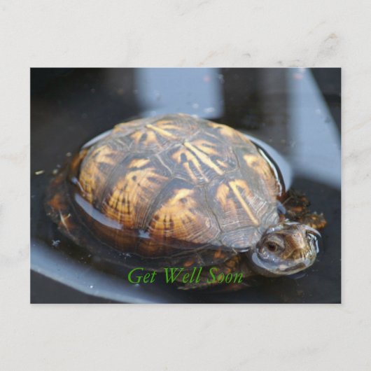 Get well soon turtle Postcard Briefkaart (Voorkant)