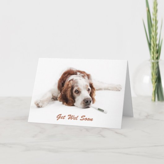Get well with Welsch Springer Spaniel dog Kaart (Voorkant)