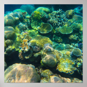 Getekend Great Barrier Reef Coral - #2 Poster