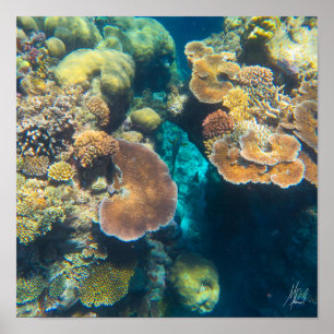 Getekend Great Barrier Reef Coral - #3 Poster
