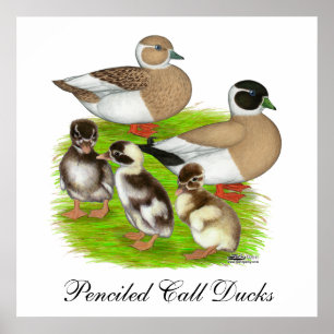 Getekende Call-eend familie Poster