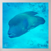 Getekende Great Barrier Reef Napoleon Wrasse Fish