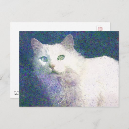 Getextureerd briefkaart van witte katten (Voorkant / Achterkant)