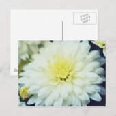 Getextureerd chrysanthemum briefkaart (Voorkant / Achterkant)