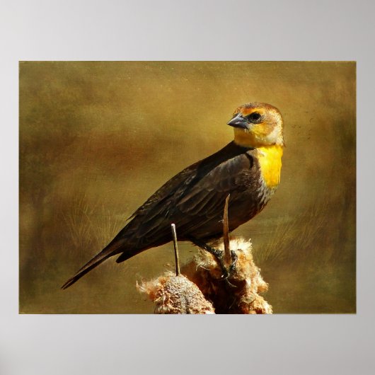 Getextureerde Yell0w Blackbird Framed Print (Voorkant)