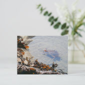 Getijdenpoel bij Sand Beach Briefkaart (Staand voorkant)