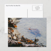 Getijdenpoel bij Sand Beach Briefkaart (Voorkant / Achterkant)