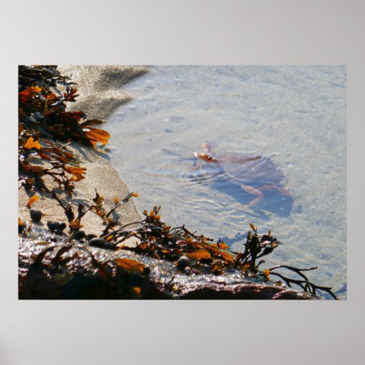Getijdenpoel bij Sand Beach Poster (Voorkant)