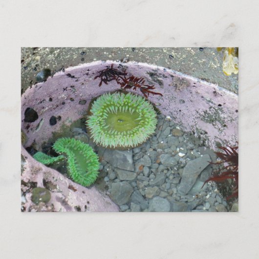 Getijdenpoel in Pacific Northwest met groene anemo Briefkaart (Voorkant)