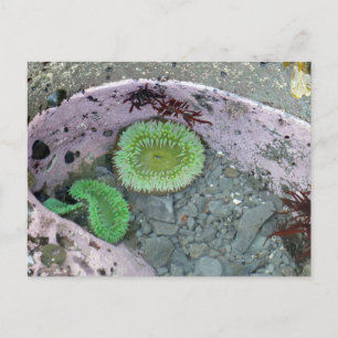 Getijdenpoel in Pacific Northwest met groene anemo Briefkaart
