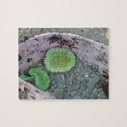 Getijdenpoel in Pacific Northwest met groene anemo Legpuzzel (Horizontaal)