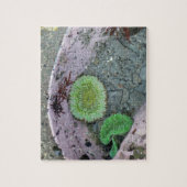 Getijdenpoel in Pacific Northwest met groene anemo Legpuzzel (Verticaal)