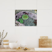 Getijdenpoel in Pacific Northwest met groene anemo Poster (Keuken)