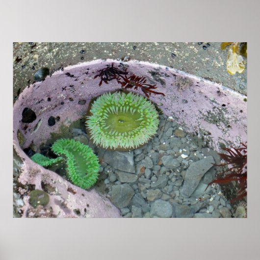 Getijdenpoel in Pacific Northwest met groene anemo Poster (Voorkant)