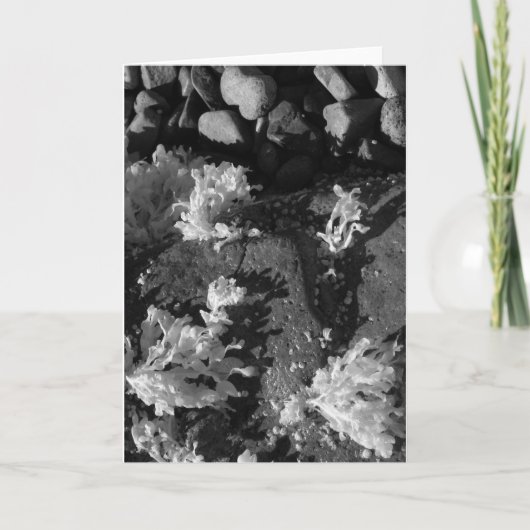 getijdenpoel van Maine Kaart (Voorkant)