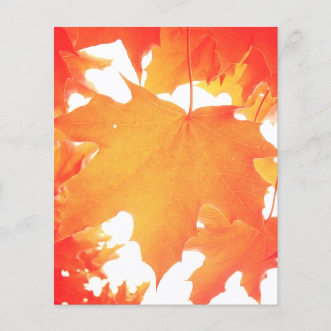 Getinte oranje esdoornblad (Voorkant)
