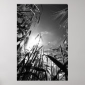 Getreide Schwarz Weiß Poster (Voorkant)