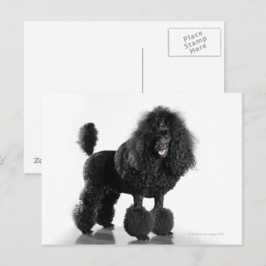 Getrimde zwarte poedel briefkaart (Voorkant / Achterkant)