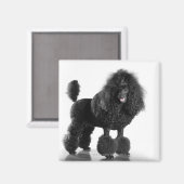 Getrimde zwarte poedel magneet (Voorkant / Achterkant)