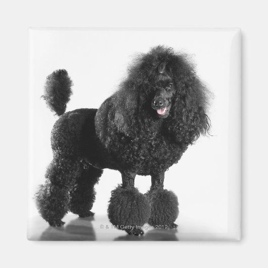 Getrimde zwarte poedel magneet (Voorkant)