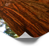 Getrouwe Koppel Sequoia Bomen, Yosemite Poster (Hoek)