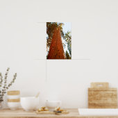 Getrouwe Koppel Sequoia Bomen, Yosemite Poster (Keuken)