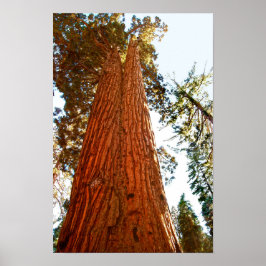Getrouwe Koppel Sequoia Bomen, Yosemite Poster