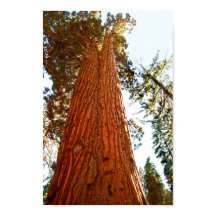 Getrouwe Koppel Sequoia Bomen, Yosemite