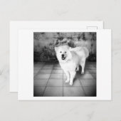 getrouwe liefde briefkaart (Voorkant / Achterkant)