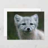Getty Afbeeldingen | Arctic Fox Kit Briefkaart (Voorkant / Achterkant)
