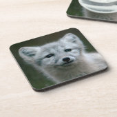 Getty Afbeeldingen | Arctic Fox Kit Drankjes Onderzetter (Linkerzijde)