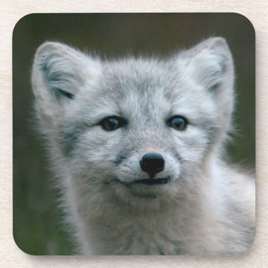 Getty Afbeeldingen | Arctic Fox Kit Drankjes Onderzetter (Voorkant)