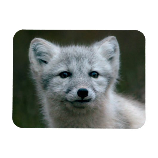 Getty Afbeeldingen | Arctic Fox Kit Magneet (Horizontaal)