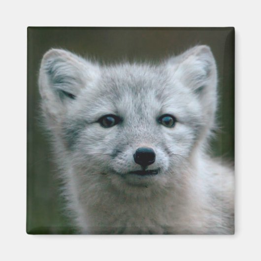 Getty Afbeeldingen | Arctic Fox Kit Magneet (Voorkant)