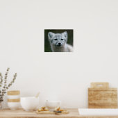 Getty Afbeeldingen | Arctic Fox Kit Poster (Keuken)