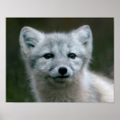 Getty Afbeeldingen | Arctic Fox Kit Poster (Voorkant)