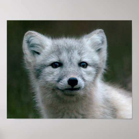 Getty Afbeeldingen | Arctic Fox Kit Poster (Voorkant)