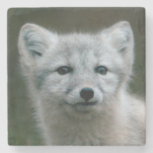 Getty Afbeeldingen Arctic Fox Kit Stenen Onderzetter