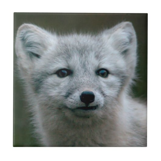 Getty Afbeeldingen | Arctic Fox Kit Tegeltje (Voorkant)
