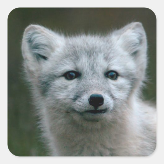 Getty Afbeeldingen | Arctic Fox Kit Vierkante Sticker (Voorkant)