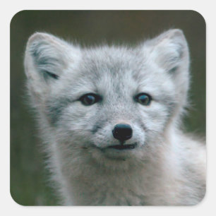 Getty Afbeeldingen Arctic Fox Kit Vierkante Sticker