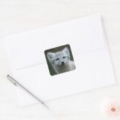 Getty Afbeeldingen | Arctic Fox Kit Vierkante Sticker (Envelop)