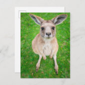 Getty Afbeeldingen | Baby Kangaroo Briefkaart (Voorkant / Achterkant)