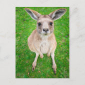 Getty Afbeeldingen | Baby Kangaroo Briefkaart (Voorkant)